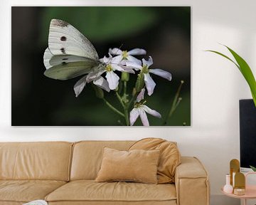 Witte vlinder van Paul Franke
