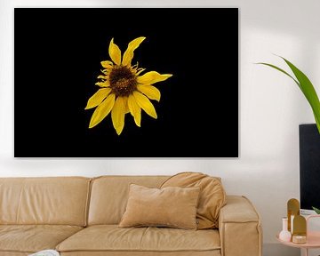 tournesol