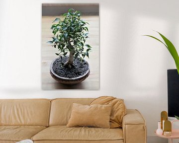 Bonsai van een Ficus benjamina