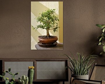 Bonsai van een Ficus benjamina