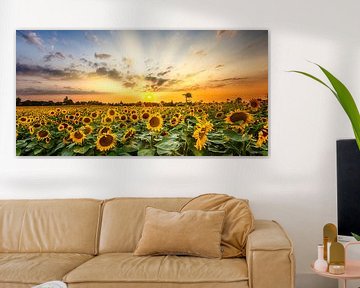 Sonnenblumenfeld im Sonnenuntergang | Panorama von Melanie Viola