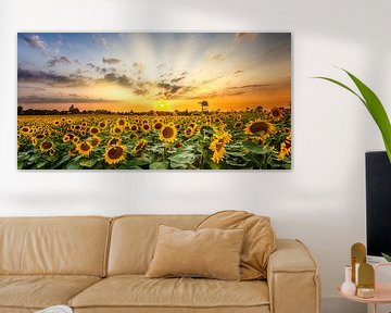 Champ de tournesols au coucher du soleil | Panorama sur Melanie Viola