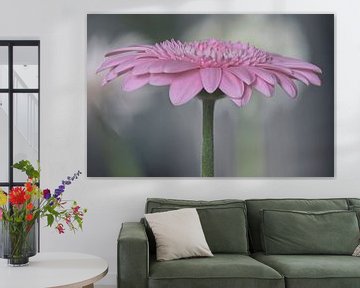 The magic of the gerbera by Peter Bartelings