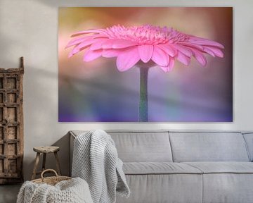 La magie du gerbera sur Peter Bartelings