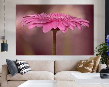 La magie du gerbera sur Peter Bartelings