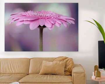 The magic of the gerbera by Peter Bartelings