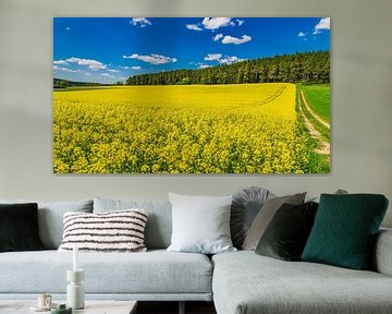 Gelbes Rapsfeld im Frühling mit blauem bewölktem Himmel und Waldhintergrund von Alex Winter