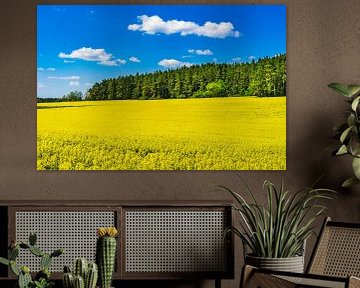 Geel koolzaadveld in de lente met blauwe bewolkte hemel en bosachtergrond van Alex Winter