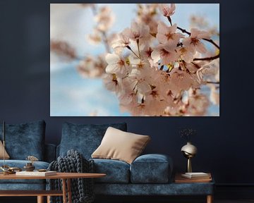 Cherry Blossom - Fleurs de cerisier sur Emily Mindermann