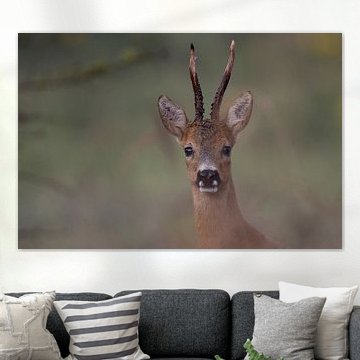 Porträt eines Rehbocks