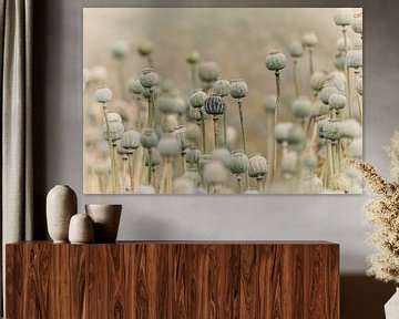 Bulbes de coquelicots pastel dans un champ de coquelicots sur KB Design & Photography (Karen Brouwer)