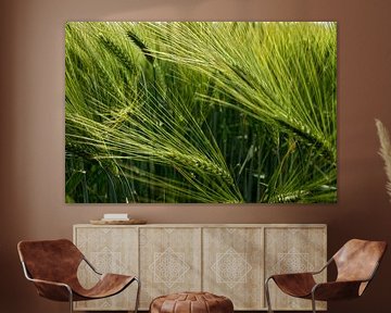 Summer barley field by arte factum berlin