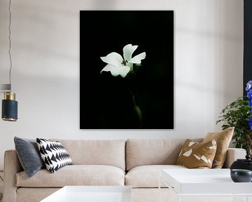 witte bloem op zwarte achtergrond