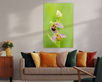 orchis des abeilles sur Aimé de Clercq
