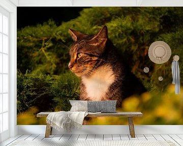 Cat enjoying the sunset