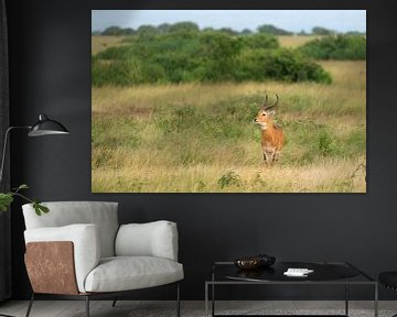 Oeganda-grasantilope (Kobus thomasi), Oeganda van Alexander Ludwig