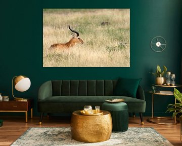Uganda grass antelope (Kobus thomasi), Uganda by Alexander Ludwig