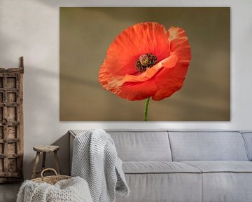 Poppy, poppy by Tanja van Beuningen