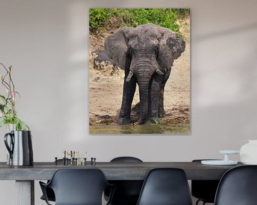 Éléphant d'Afrique (Loxodonta africana), Ouganda sur Alexander Ludwig