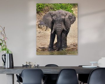 African elephant (Loxodonta africana), Uganda by Alexander Ludwig