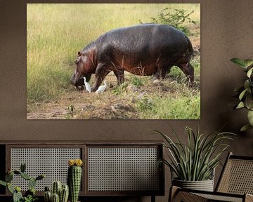 Flusspferd (Hippopotamus amphibius), Uganda von Alexander Ludwig