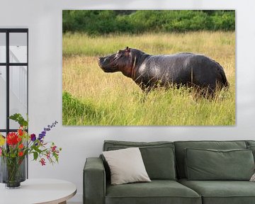 Nijlpaard (Hippopotamus amphibius), Uganda van Alexander Ludwig