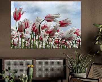 Tulips in the wind by Jannie de Graaf