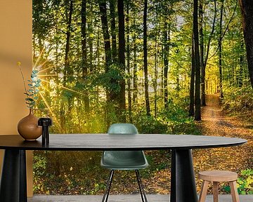 Forest panorama background with sun shines through the trees and fall leaves on path by Alex Winter