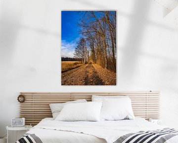 Belle piste le long des arbres à feuilles caduques en hiver avec un ciel bleu ensoleillé sur Alex Winter