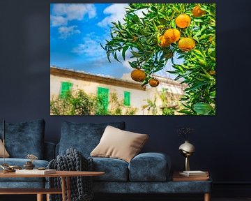 Rijpe sinaasappels hangend aan de boom in een zonnige mediterrane tuin van Alex Winter