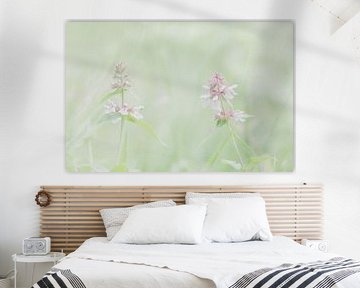 orchidées sauvages sur Aimé de Clercq