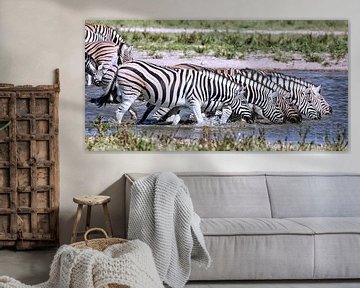 Trinkende Zebras, Etosha Nationalpark in Namibia