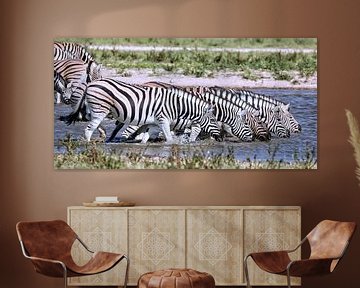 Trinkende Zebras, Etosha Nationalpark in Namibia