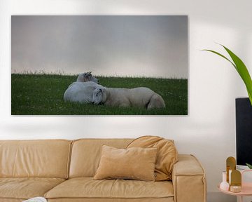 Schafe - Weide - schlafend von Max Stefens