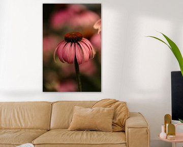 Red sunflower in beautiful dark atmosphere by KB Design & Photography (Karen Brouwer)