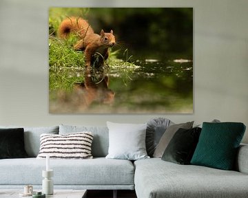 Squirrel with mirror image by Silvia Groenendijk