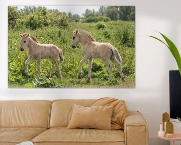 Konik veulens in de natuur van Ans Bastiaanssen