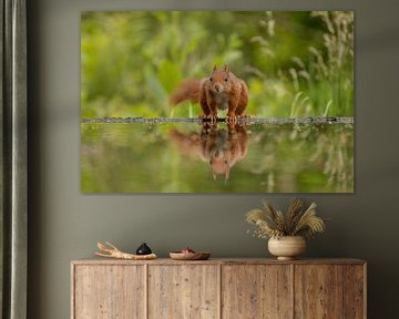 Squirrel by the water by Tanja van Beuningen