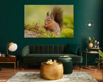 Squirrel inspects its food by Tanja van Beuningen