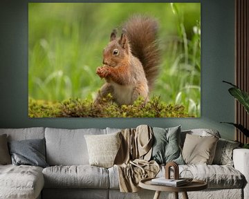 Écureuil dans la nature sur Tanja van Beuningen