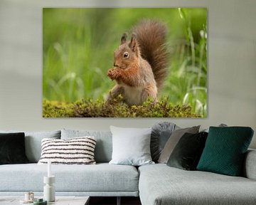 Eichhörnchen in der Natur