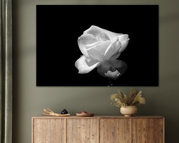 roos in zwart wit met zwarte achtergrond van W J Kok