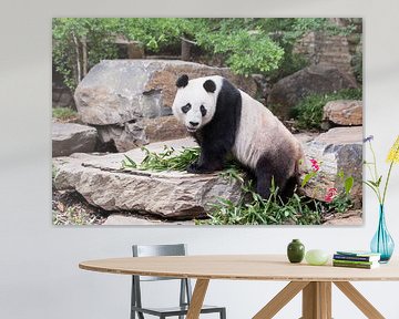 Een panda op een rotsblok met zijn eten tussen zijn voorpoten by Henk van den Brink