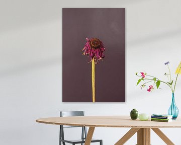 Pink Dead Flower (purple) van michel meppelink