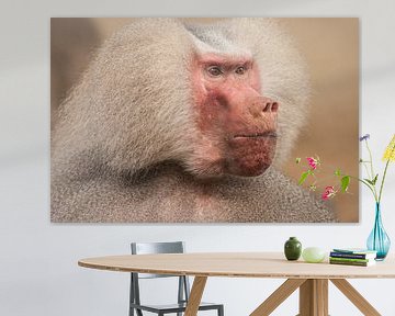 Close up of a dominant male Baboon looking sternly ahead sur Henk van den Brink