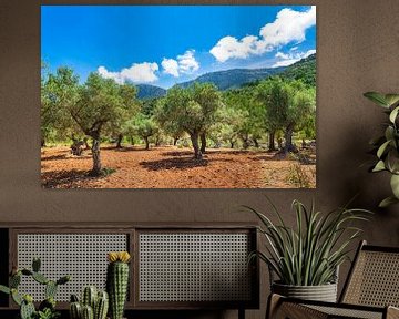 Olive trees field, beautiful scenic mediterranean landscape background by Alex Winter