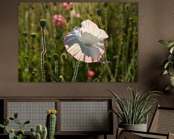 Fleur de coquelicot blanc