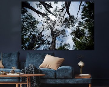 Fascination of size (Kauri trees) by Candy Rothkegel / Bonbonfarben