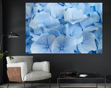 hydrangea by Laura Vollering