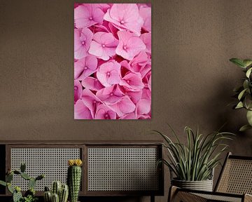 pink hydrangea by Laura Vollering